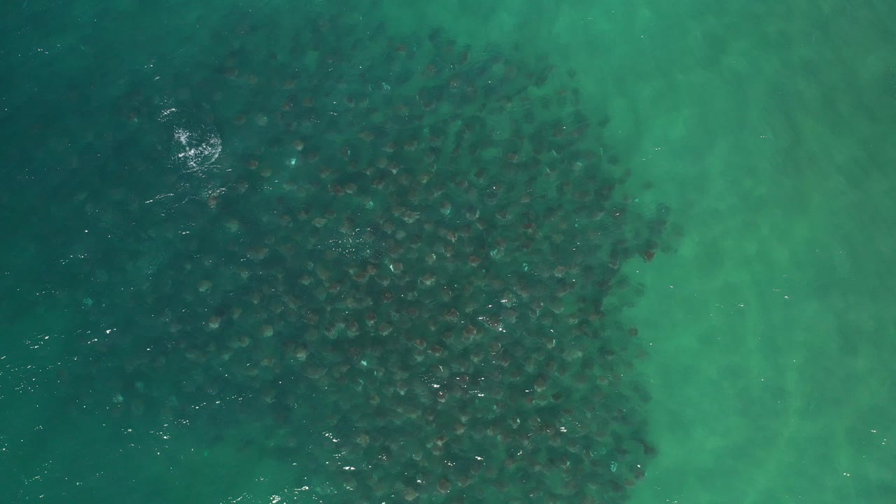 Overhead view in Los Cabos, Mexico, showing a dense dark fish school under turquoise green water with pale shallows at right and no visible people.