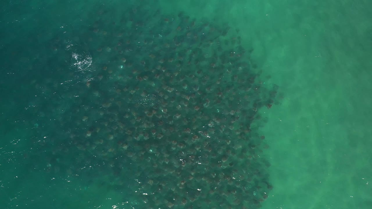 Top-down Los Cabos frame with the fish school shifted across the left side, lighter green water on the right, small surface glints, and no visible people.
