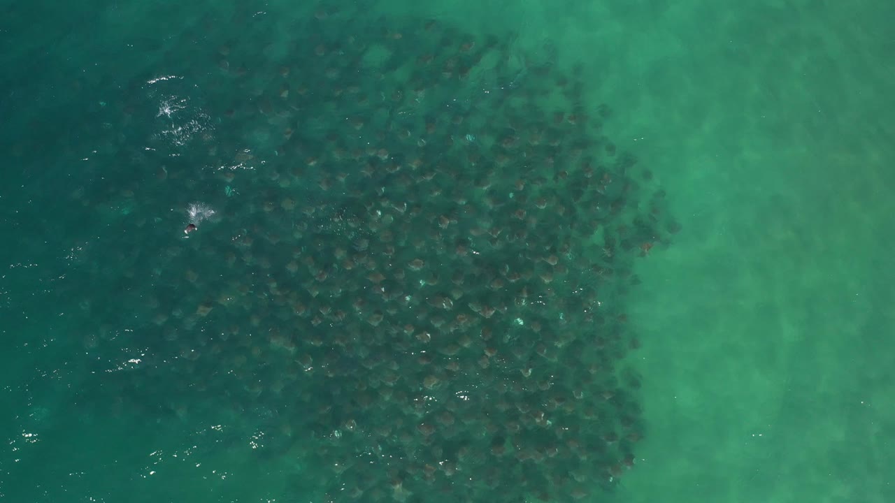 Aerial view of fish clustered beneath green coastal water.