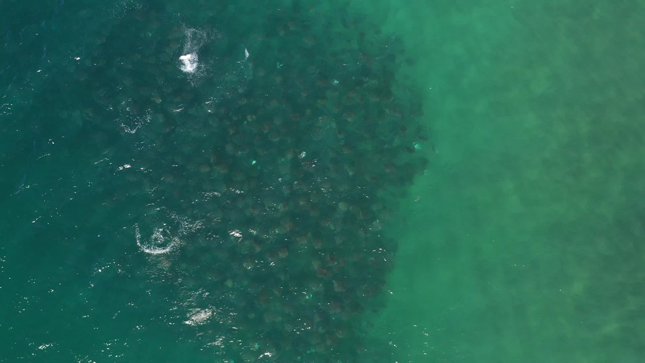 Top-down view of green sea water in Los Cabos, Mexico, with a dark fish school entering from the left side and small white surface splashes, no visible people.