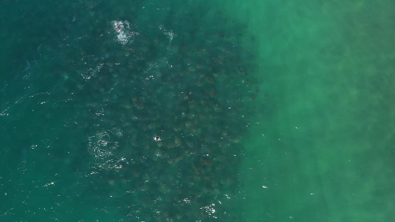 Large dark patch of schooling fish under green water.