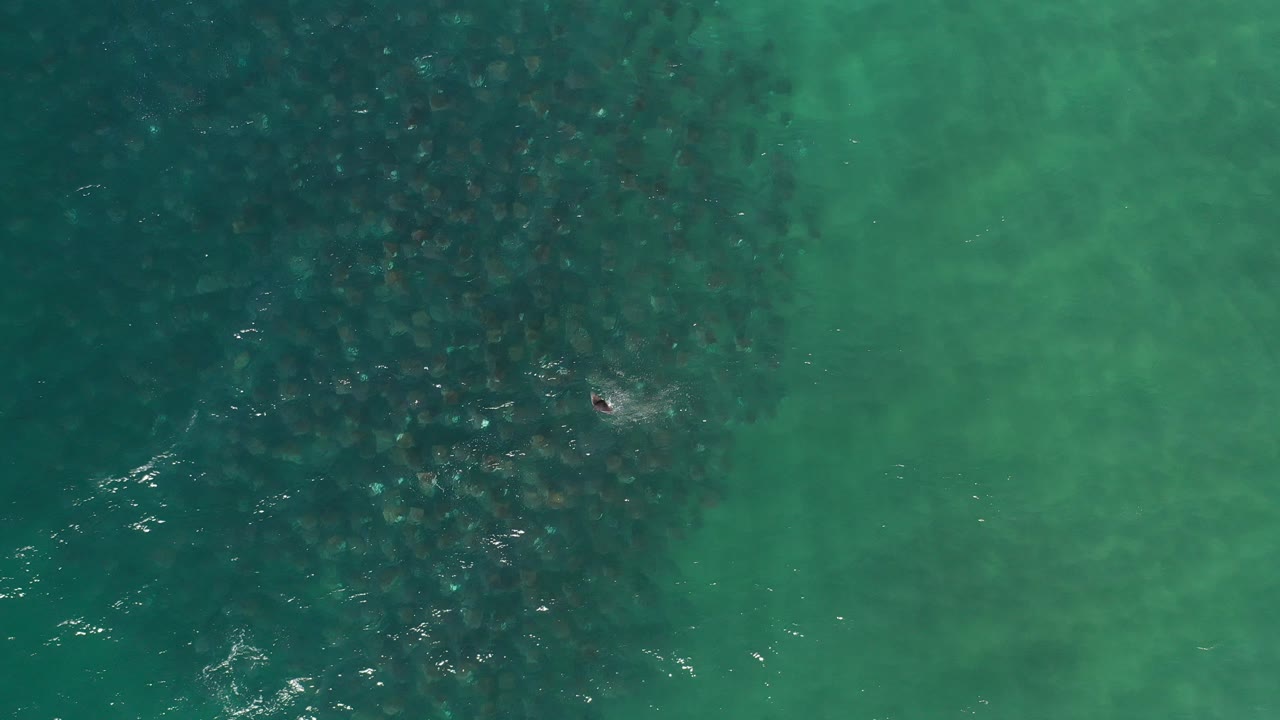 Top-down green seawater with dark underwater patches and a tiny swimmer.