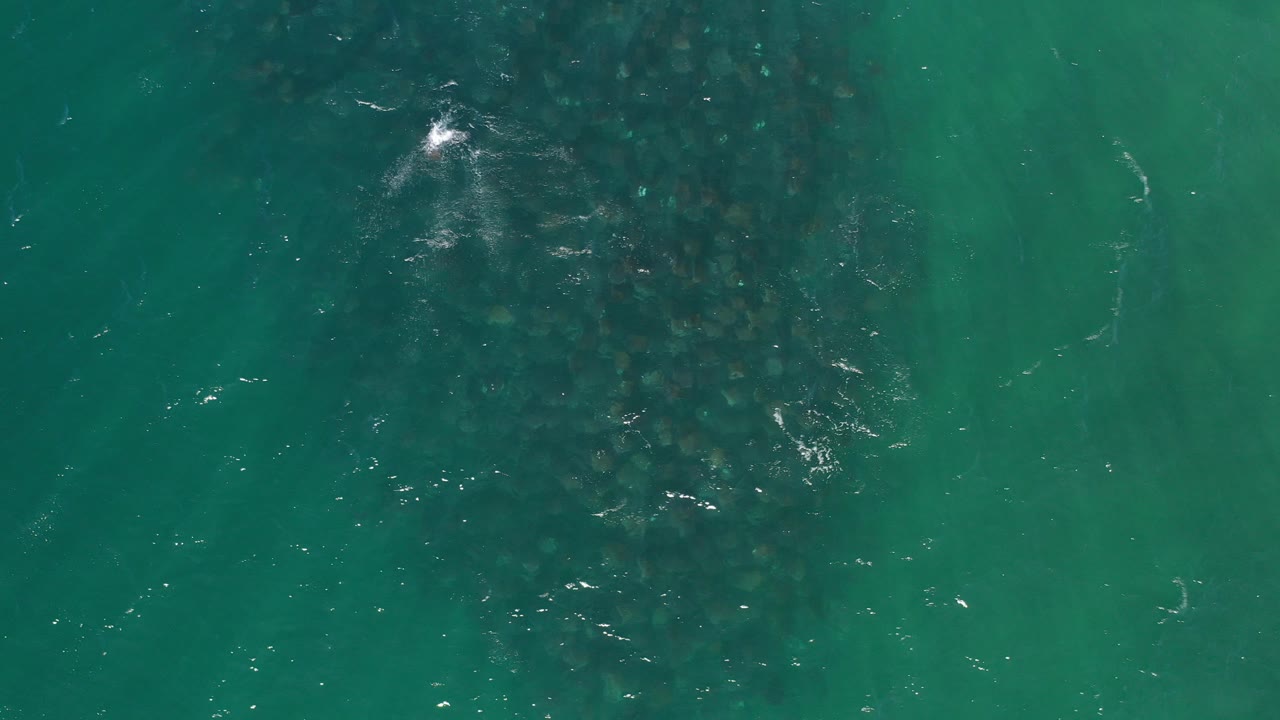 Straight-down aerial frame over Los Cabos green water with a dark clustered school of fish beneath surface ripples and no visible people.