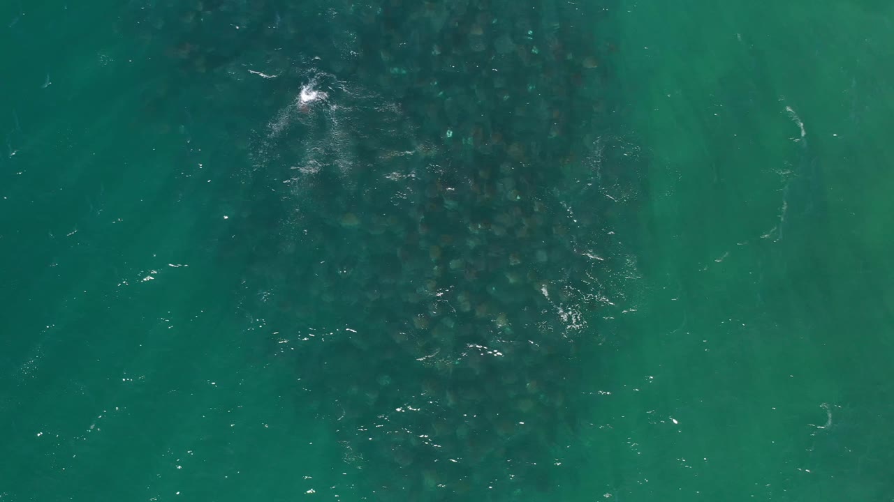 Aerial view in Los Cabos showing the fish school centered under teal-green water, with a bright white surface reflection near the upper left and no visible people.