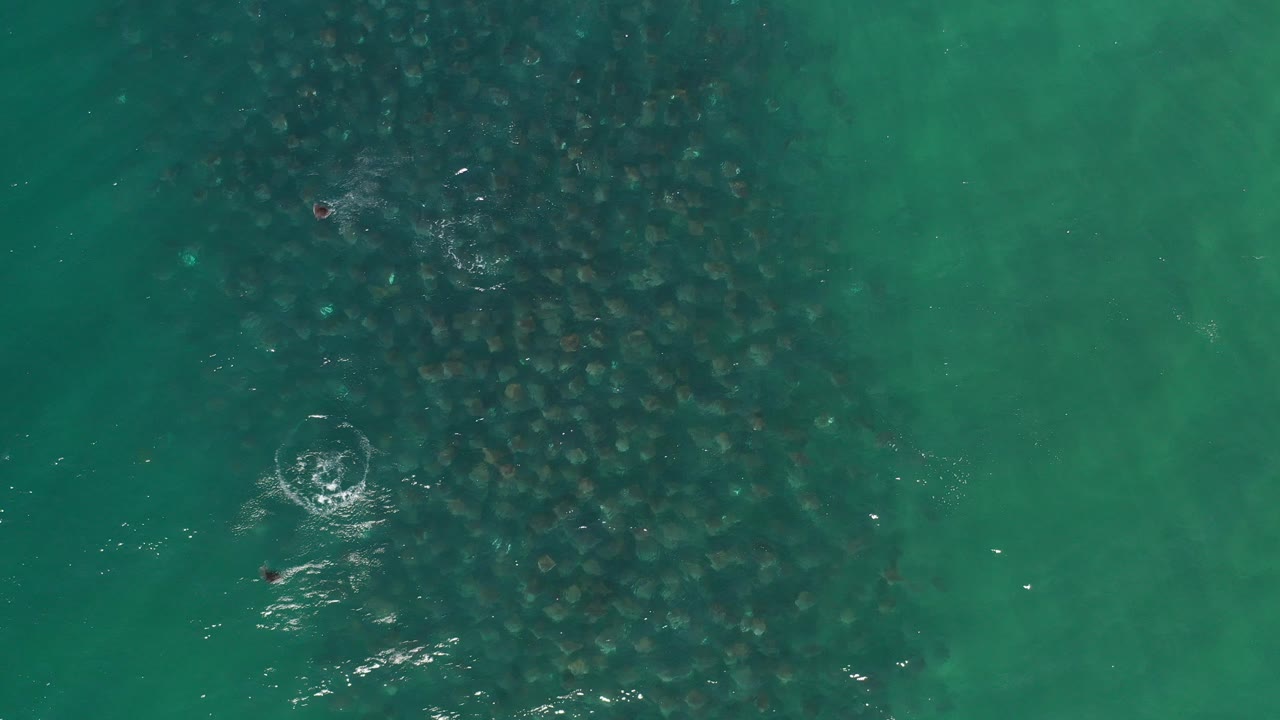 Overhead Los Cabos frame showing a dense dark fish school beneath turquoise water, small surface ripples at left, and no visible people.