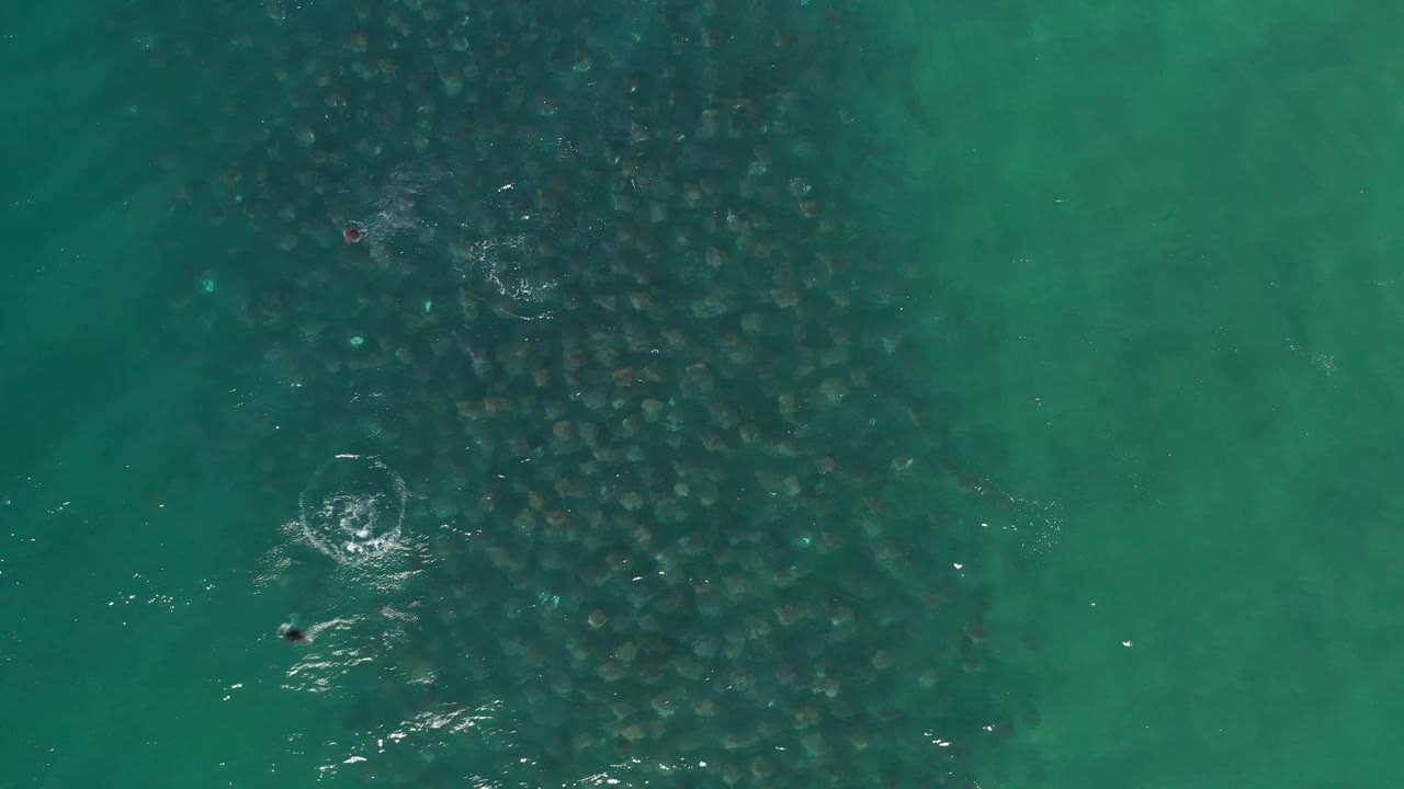 Aerial Los Cabos view with the fish school centered under green-blue water and a circular splash pattern forming near the left side, with no visible people.