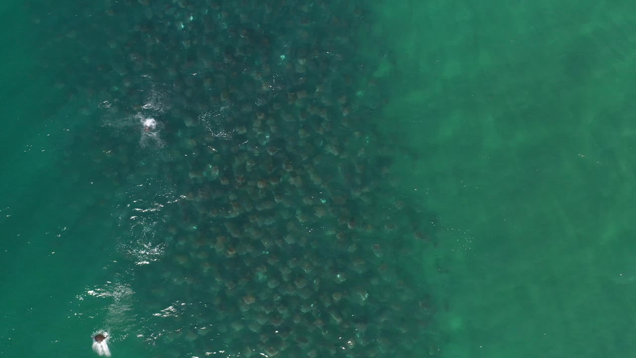 Large fish school beneath clear water with bright surface glints.