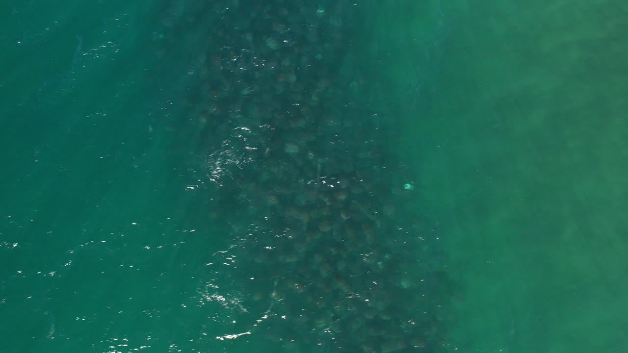 Overhead view of teal ocean in Los Cabos, Mexico, with a dark cluster of marine animals visible below the surface and no visible people.