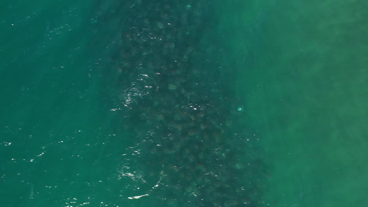Aerial frame of green-blue water in Los Cabos, Mexico, with the animal cluster centered more clearly beneath light surface ripples and no visible people.
