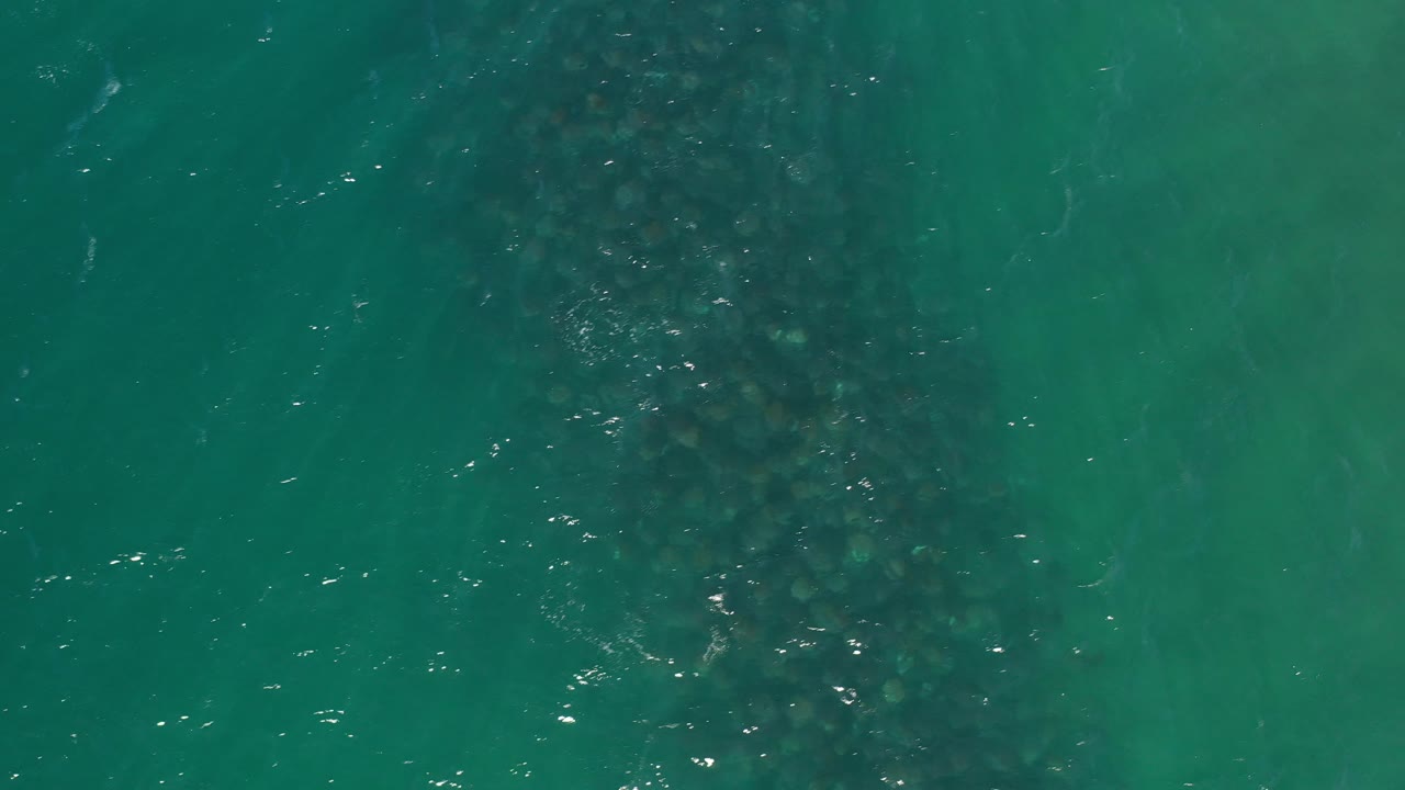 Submerged marine animals in clear teal water from above