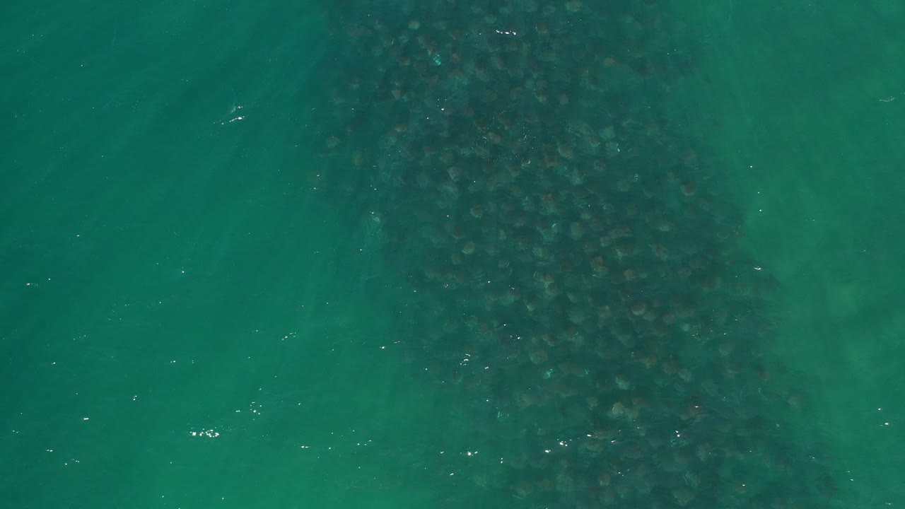 Overhead view of green ocean water in Los Cabos, Mexico, with a broad dark seaweed patch near the upper center and no visible people.