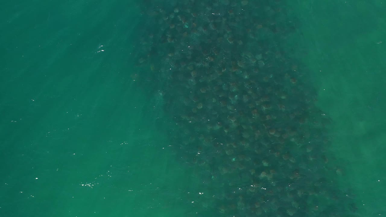Green Los Cabos sea surface seen from above, with the dark underwater growth sitting more centrally and no visible people.
