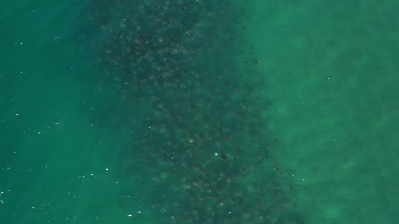 Overhead view of turquoise ocean water in Los Cabos, Mexico, with a broad dark cluster beneath the surface near the upper center and no visible people.