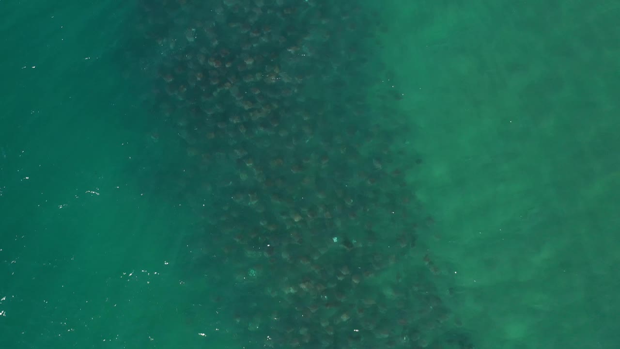 Aerial Los Cabos ocean frame with dark clustered shapes under the blue-green surface, faint white ripples, and no visible people.