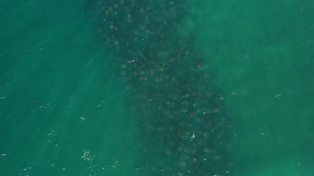 Dark school of fish beneath green-blue ocean water.