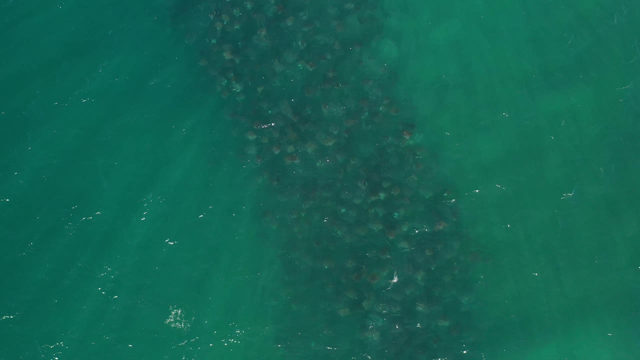 Aerial frame near Los Cabos with the dense fish school more centered beneath turquoise water, scattered white surface glints, and no discernible people.