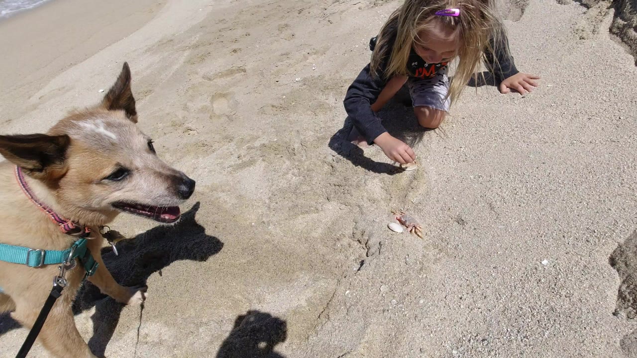 A tan dog in a turquoise harness stands at the lower left while a young child kneels on the Los Cabos beach and looks down at small objects in the sand.