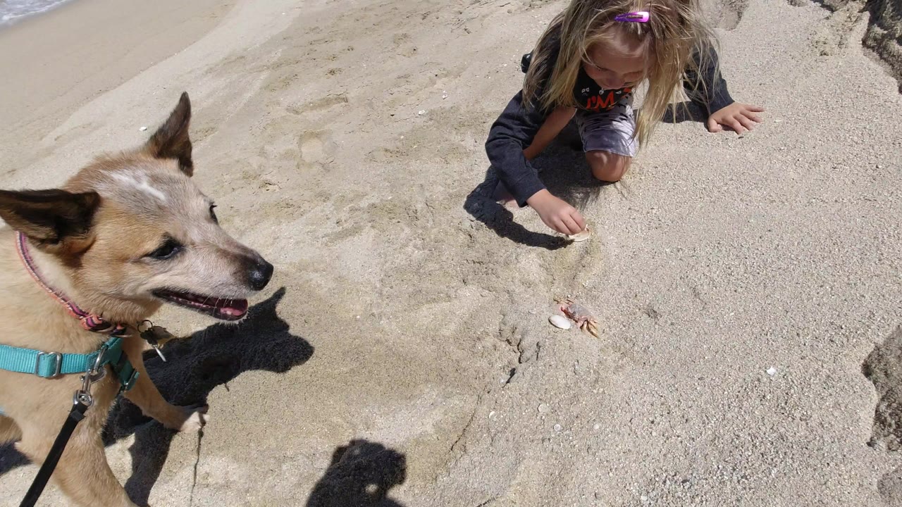 The dog turns its head across the pale Los Cabos sand while the kneeling child remains near the upper right, with small shells and strong shadows visible between them.