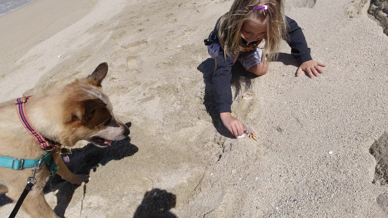 Dog and child on bright sand near a sloped beach edge.