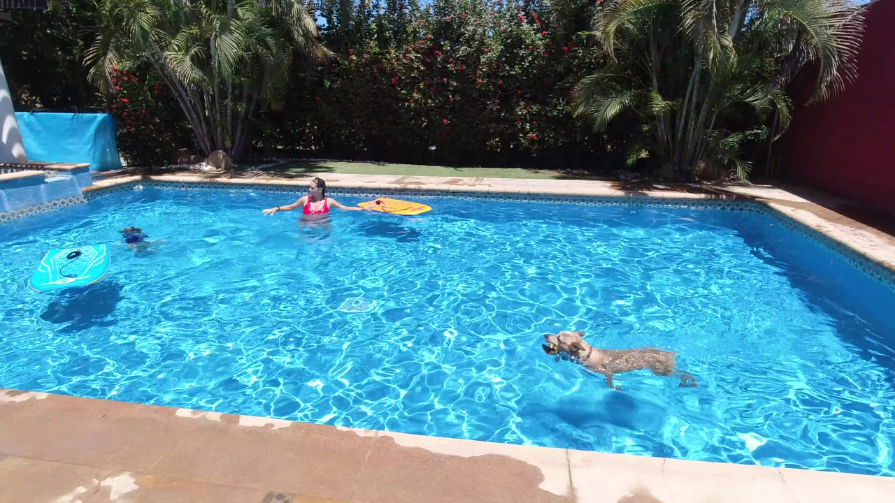 Dog swims across the pool as a person stands near floating pool toys.