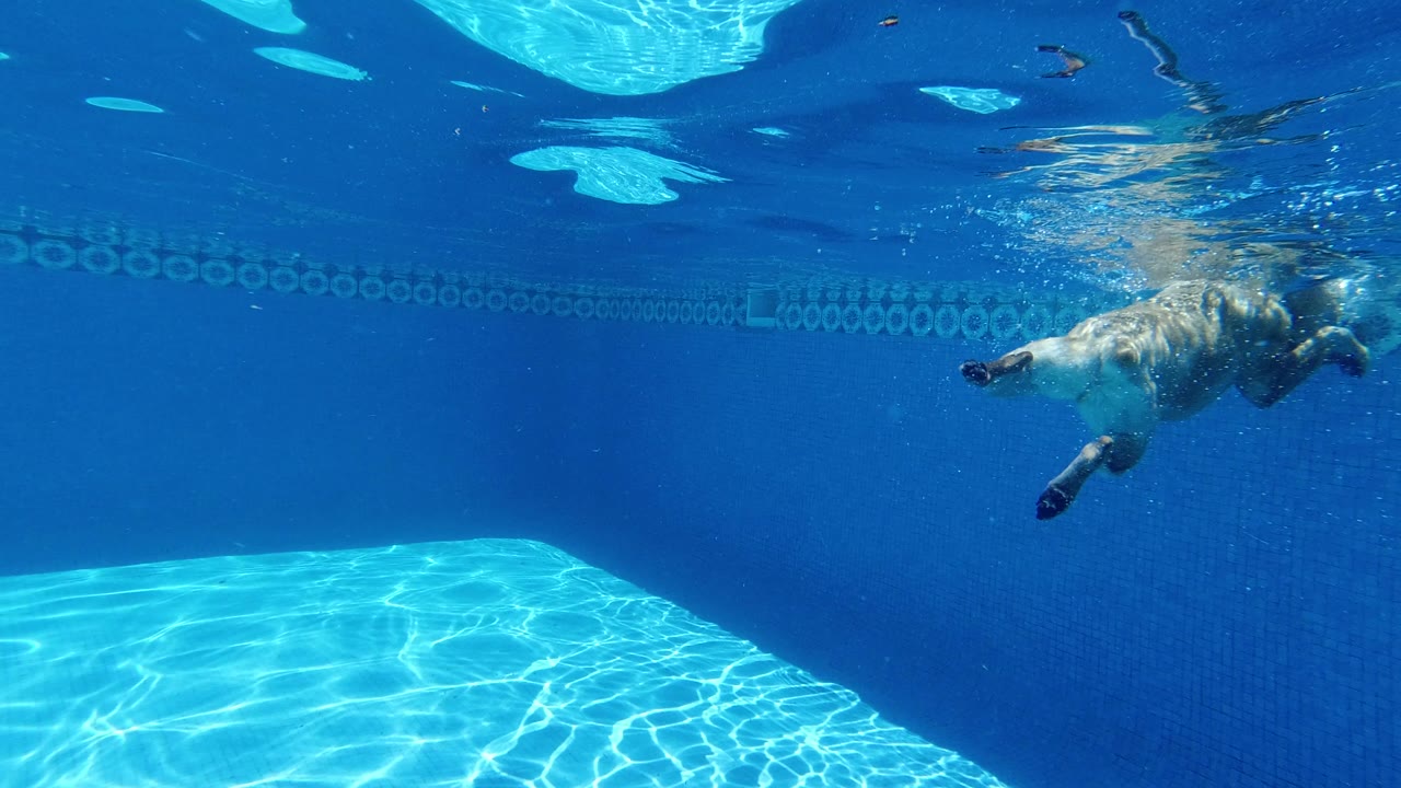 A light-colored dog swims underwater in a blue pool in Los Cabos, Mexico, with tiled pool wall markings behind it and no visible people.
