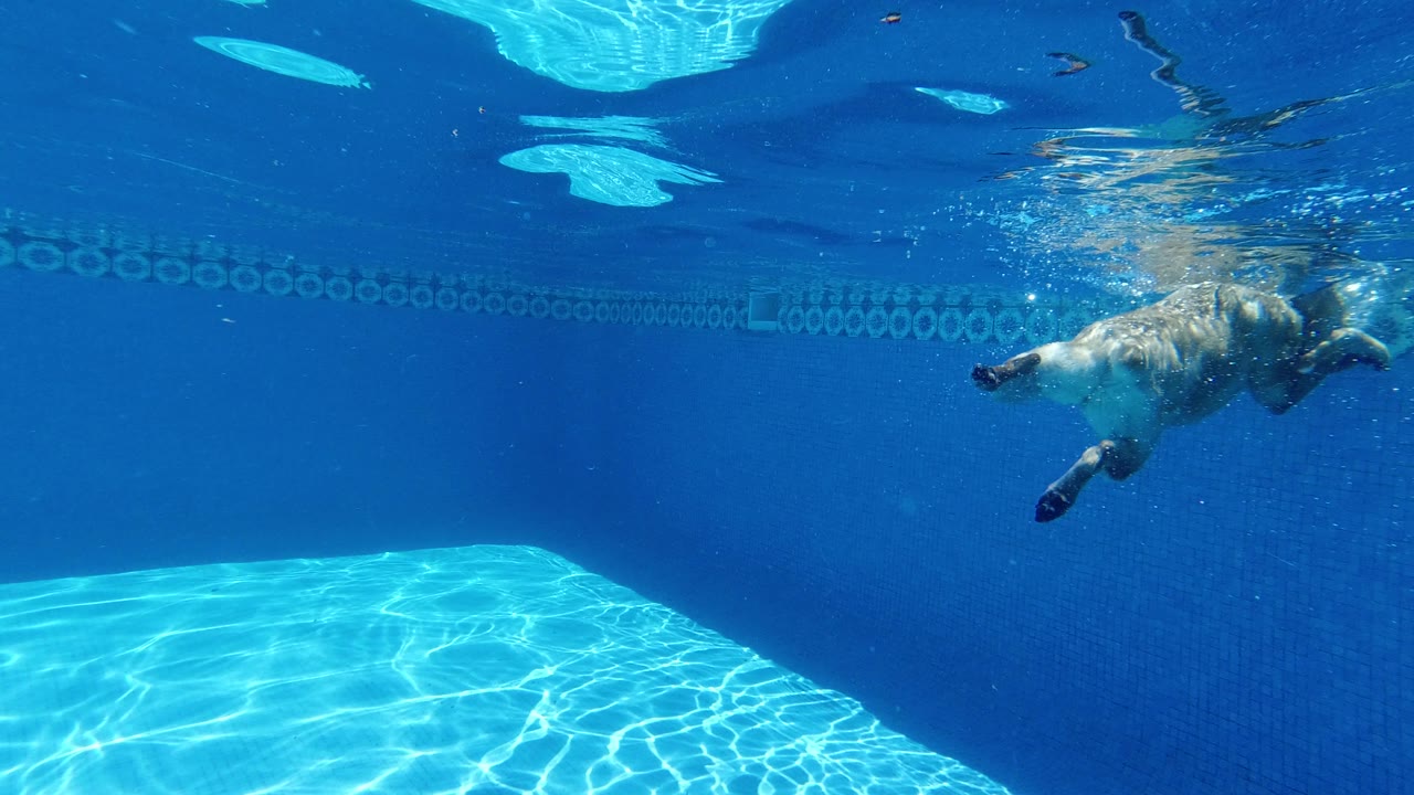 The dog continues underwater through the blue Los Cabos pool, with shimmering surface reflections above and patterned pool tiles behind, no visible people.