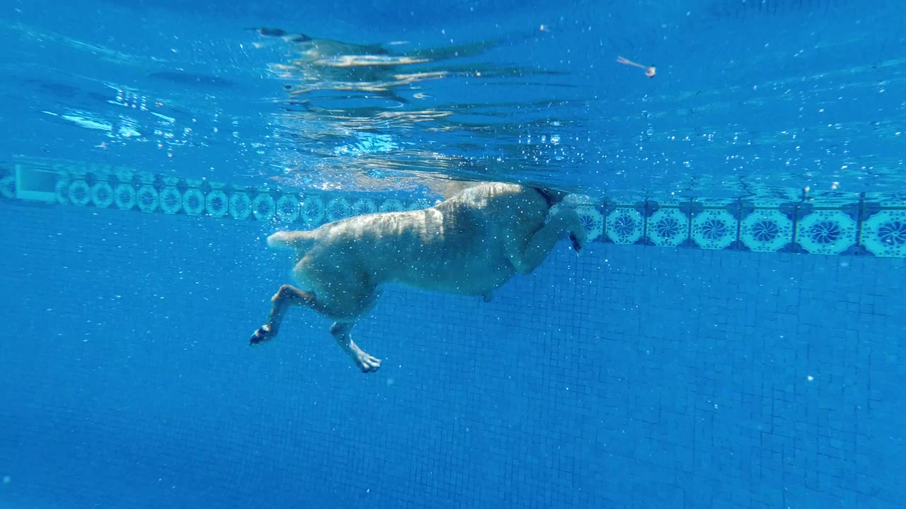 Dog swimming underwater with bubbles near its head.