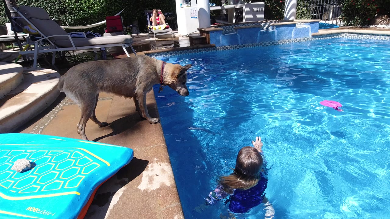 At the start of the Los Cabos clip, a tan dog stands on the wet pool deck while a child in a blue swim shirt reaches up from the bright blue water.