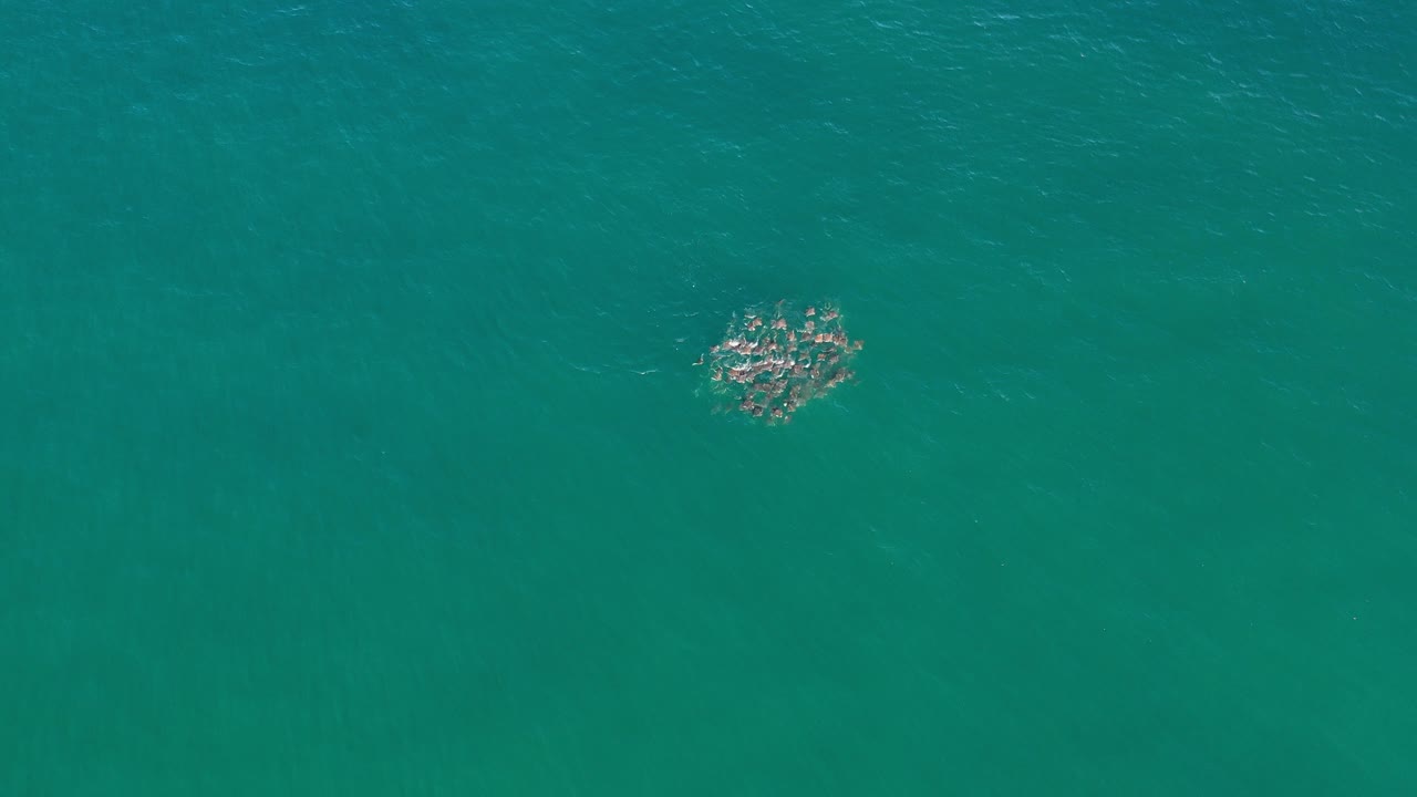 A compact school of fish sits left of center in clear blue-green ocean water near Los Cabos, Mexico, with no visible people.
