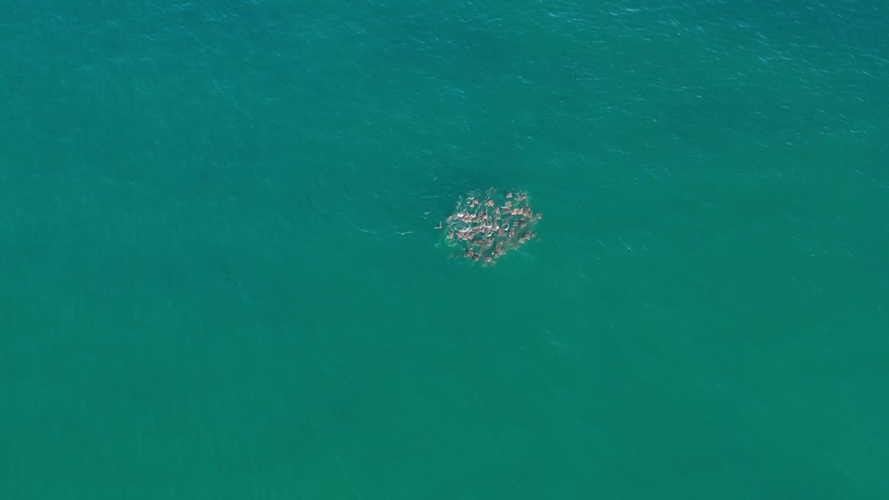 The fish school appears near the upper center of the overhead frame in Los Cabos water, surrounded by uninterrupted turquoise ocean and no visible people.