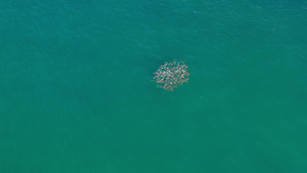 Fish school gathered in clear ocean water.