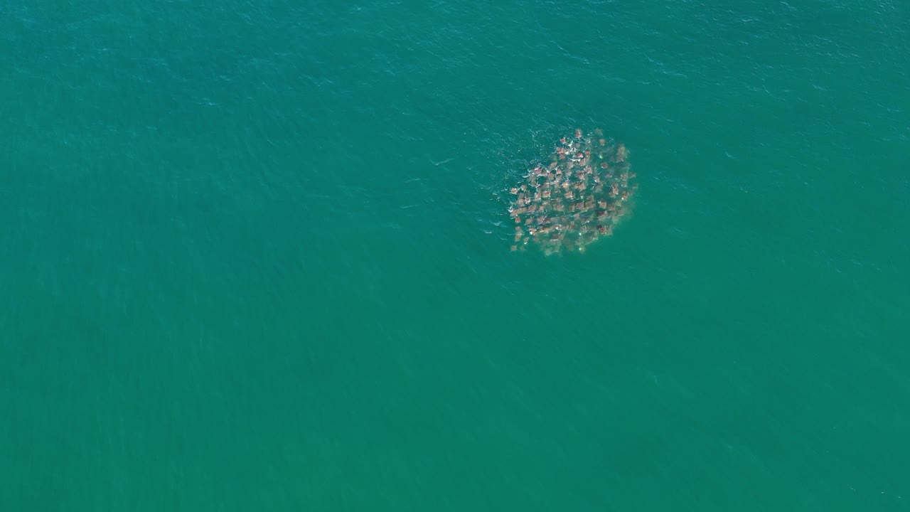 School of fish beneath green ocean water