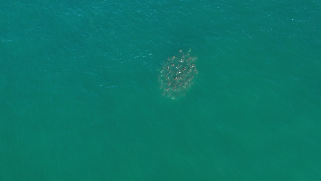 Overhead view in Los Cabos, Mexico, showing a small clustered group of seals under blue-green water with faint surface ripples and no visible people.