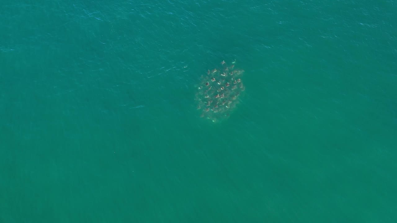 Overhead Los Cabos frame with the seal school slightly more defined below the turquoise surface, surrounded by open water and no visible people.