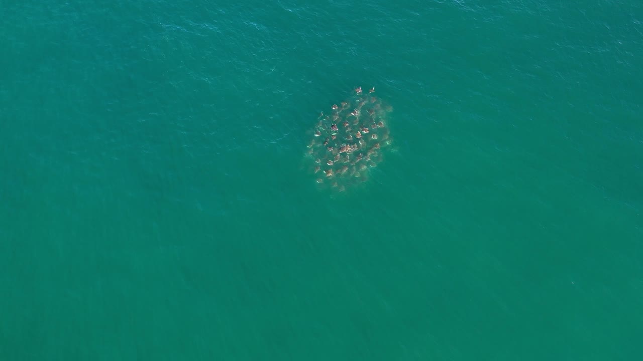 Clustered seals under darker green water