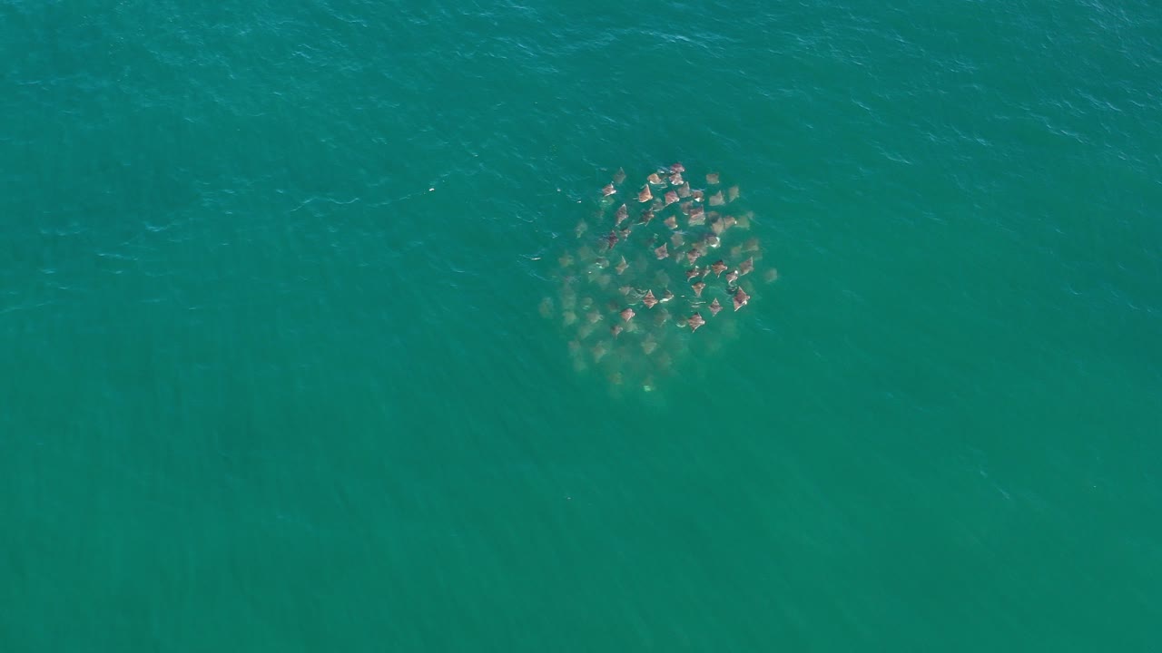Top-down view of a compact school of fish under green ocean water in Los Cabos, Mexico, with faint ripples around the group and no visible people.