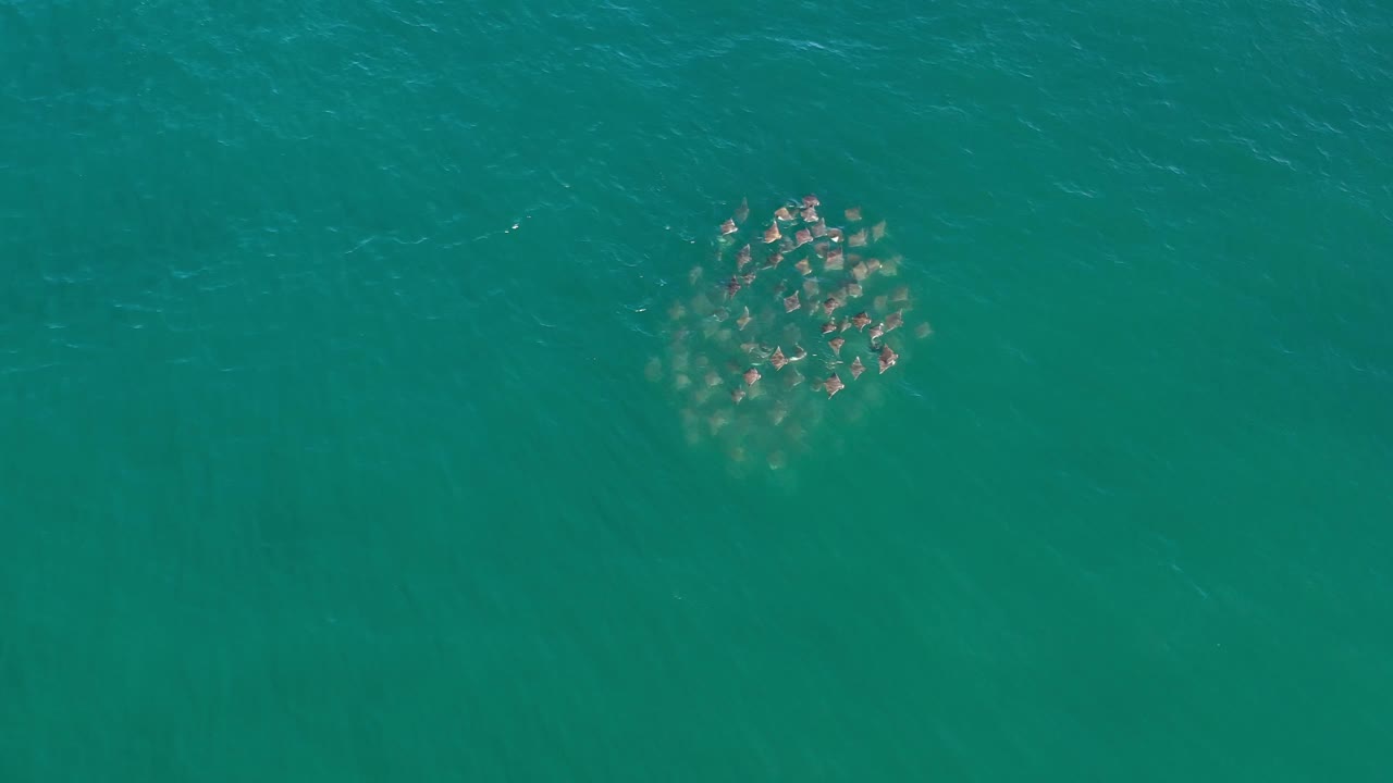The fish school sits slightly right of center beneath turquoise-green water in Los Cabos, Mexico, with the surrounding surface mostly clear and no visible people.