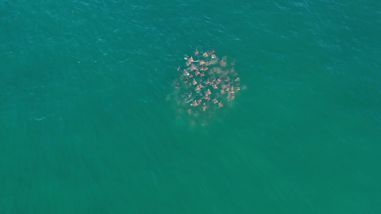 Fish school gathered below rippled ocean surface