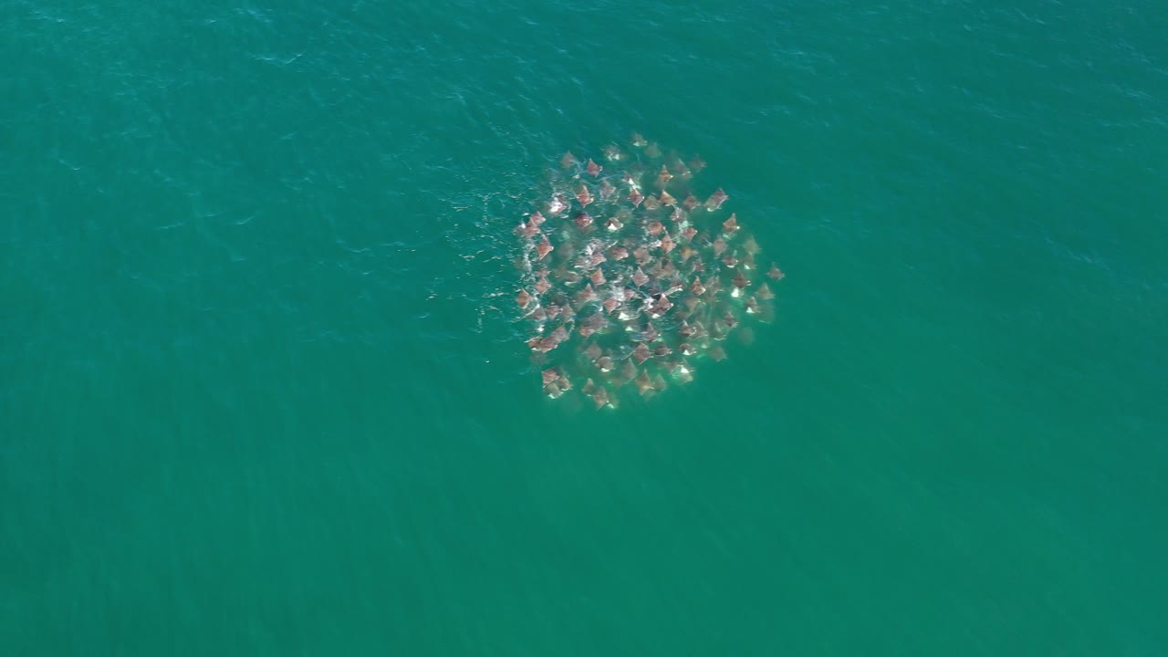 Cluster of animals swimming in green-blue water from above.