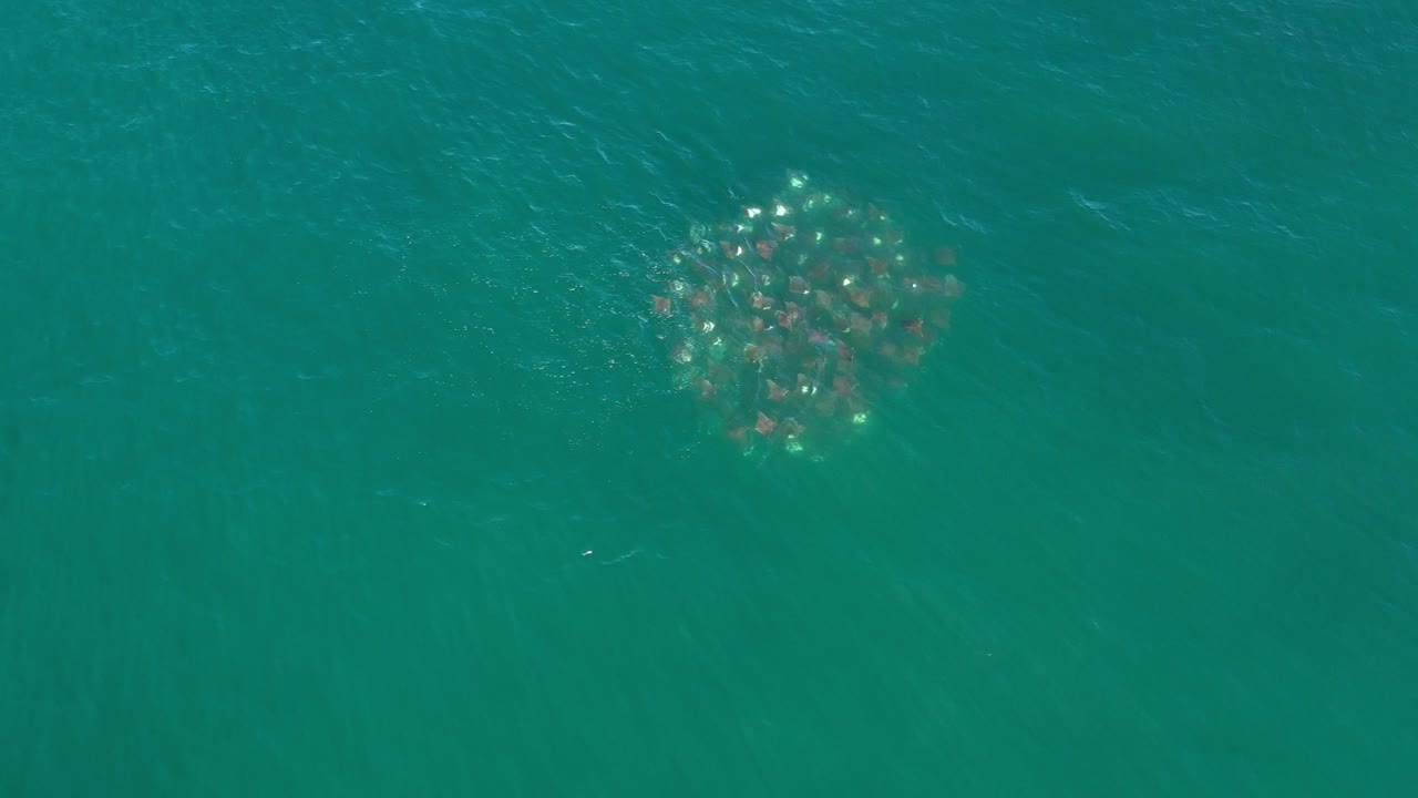 Cluster of rays beneath turquoise ocean water