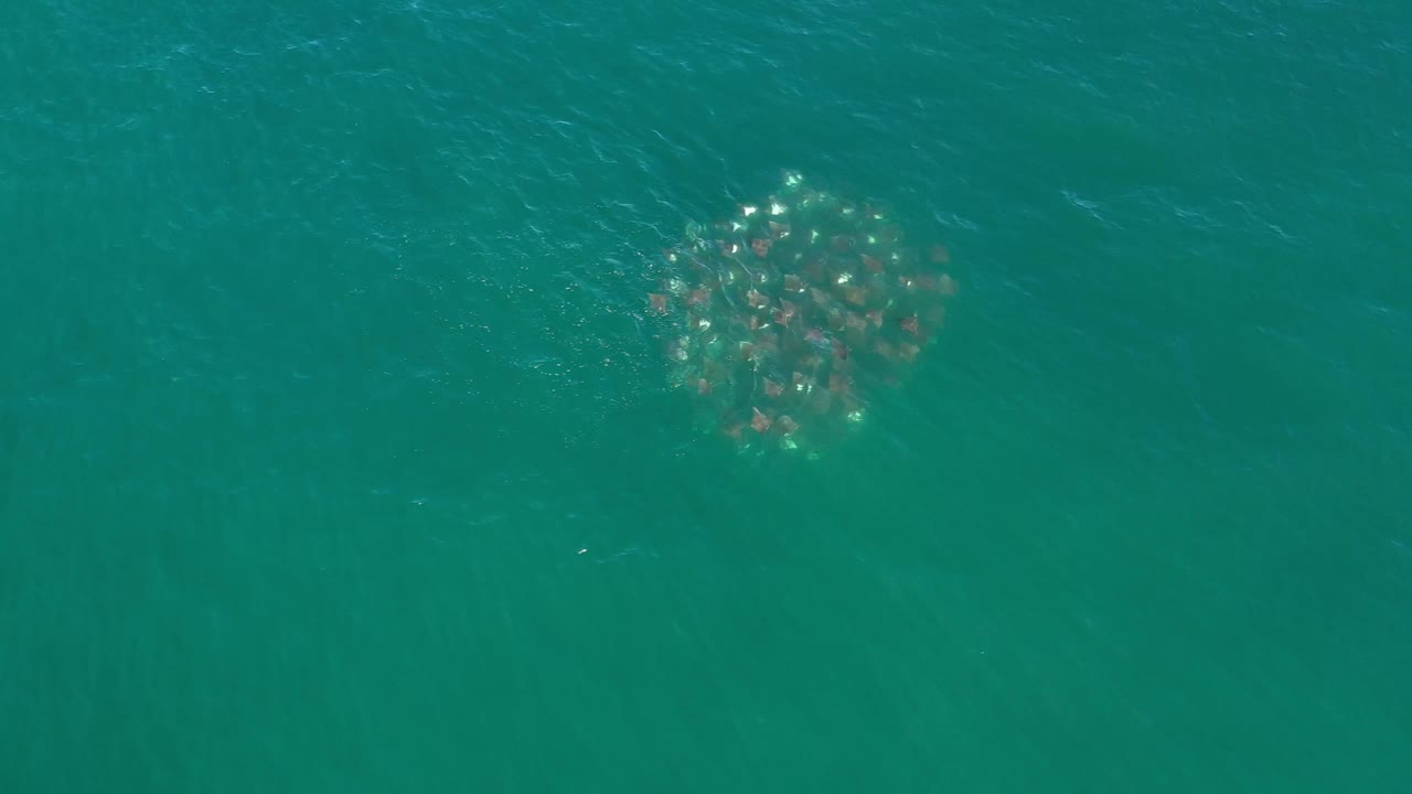 Overhead Los Cabos frame with the manta ray group slightly deeper in green-blue water, small bright highlights on the surface, and no visible people.