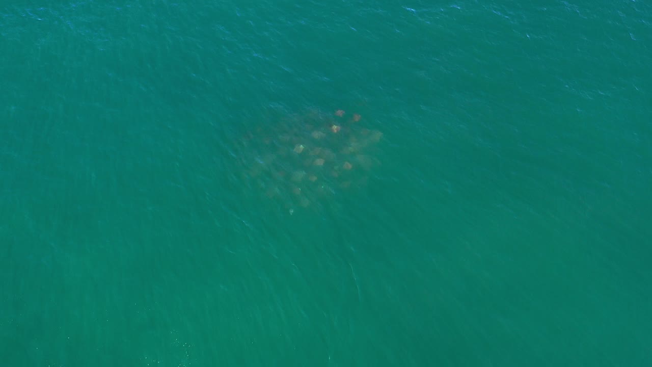 Small school of fish below teal ocean surface