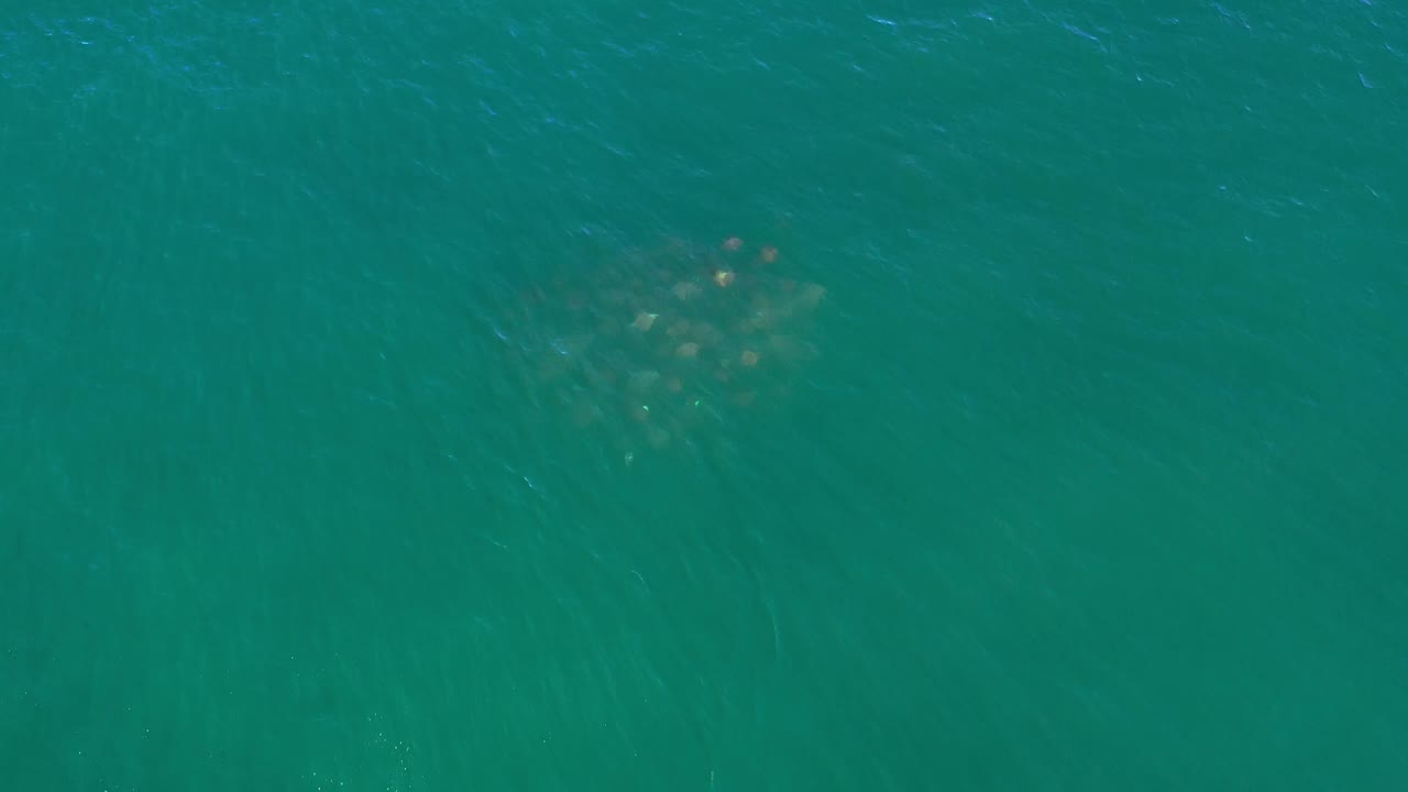 A clustered group of small fish sits beneath rippled green-blue ocean surface in Los Cabos, Mexico, with open water filling the frame and no visible people.