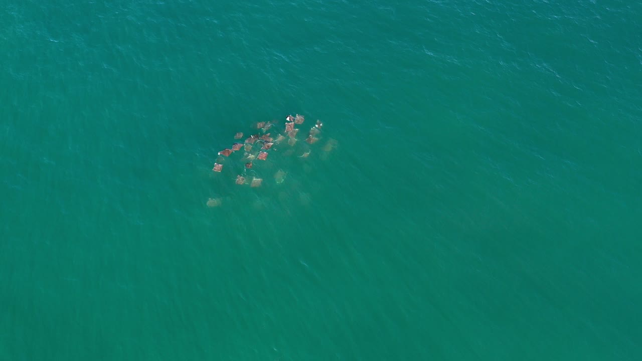 Small animal group swimming beneath turquoise ocean water.