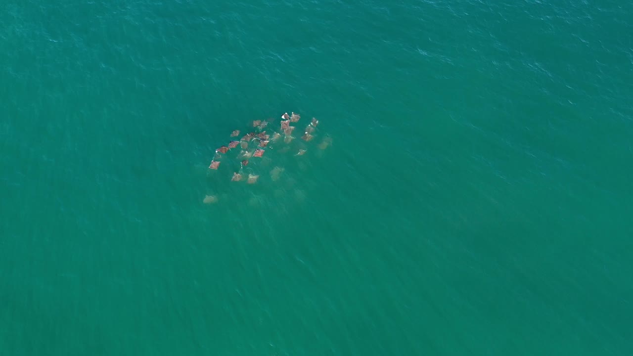 Overhead Los Cabos ocean frame with the animal cluster slightly clearer against blue-green water and no visible people.