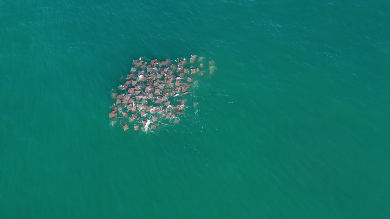 Overhead frame from Los Cabos, Mexico showing a compact group of animals near the water surface in green-blue water, with no visible people.