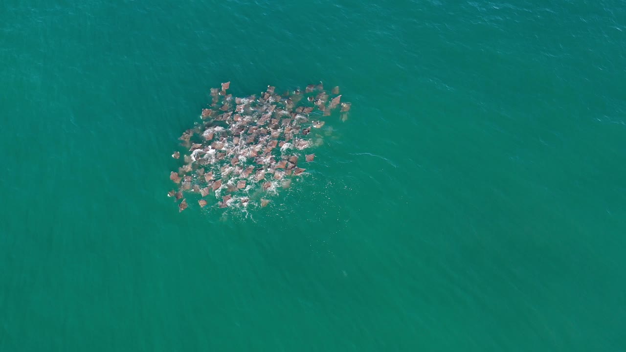 Dense animal cluster creating white splashes in open water.