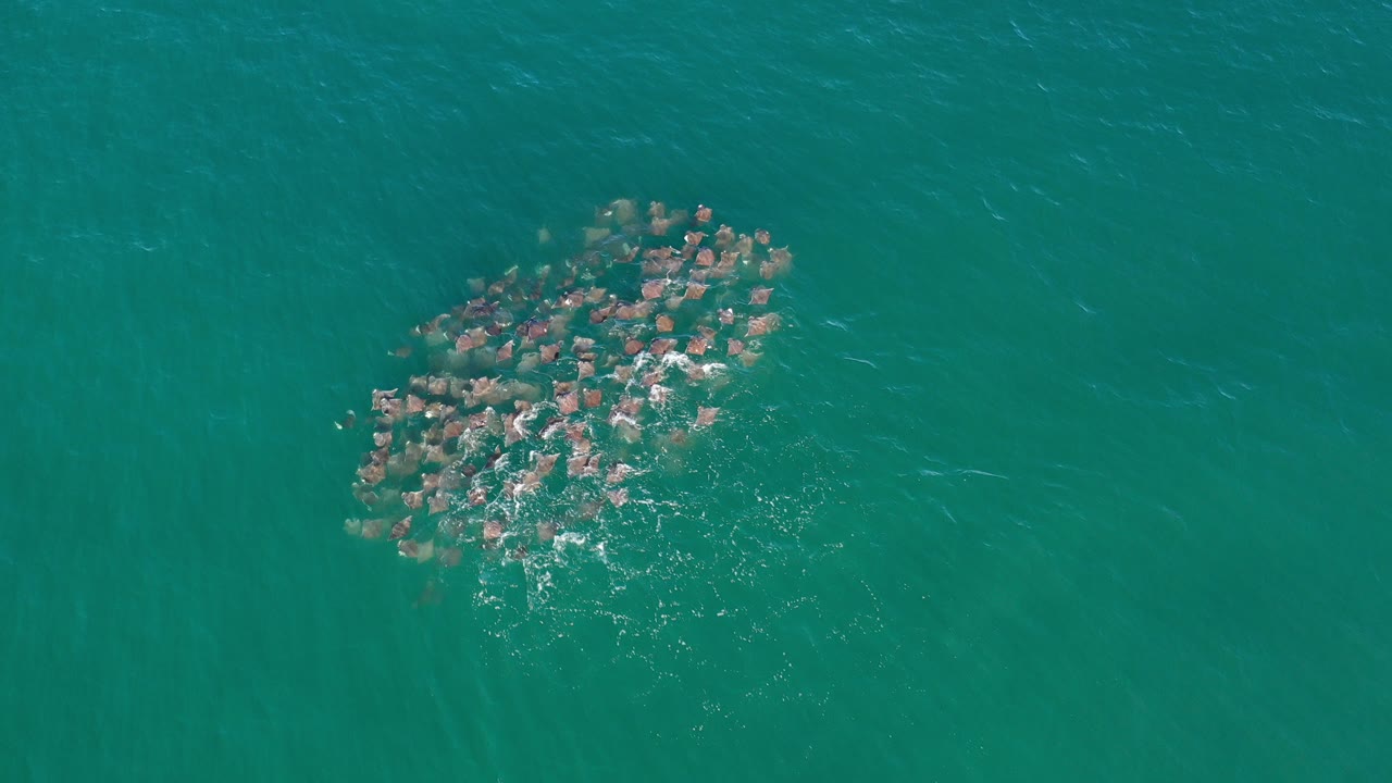 Overhead frame from Los Cabos, Mexico, showing a compact group of marine animals near the surface in clear green-blue ocean water with small white splashes and no visible people.