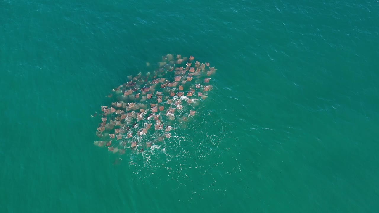 Overhead Los Cabos, Mexico, frame with the marine animals still grouped near center, brown shapes visible below the rippled water and no visible people.
