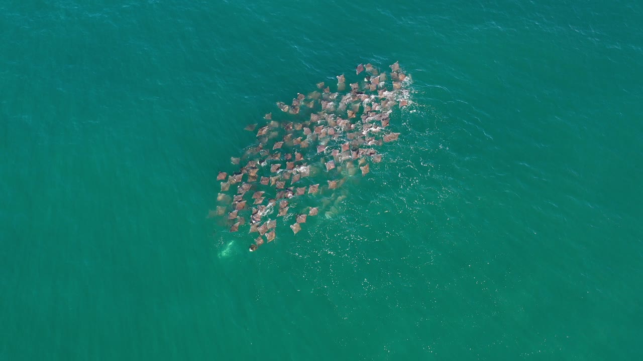 Overhead view in Los Cabos, Mexico of a tight fish school just below green ocean water, with surface ripples around the group and no visible people.